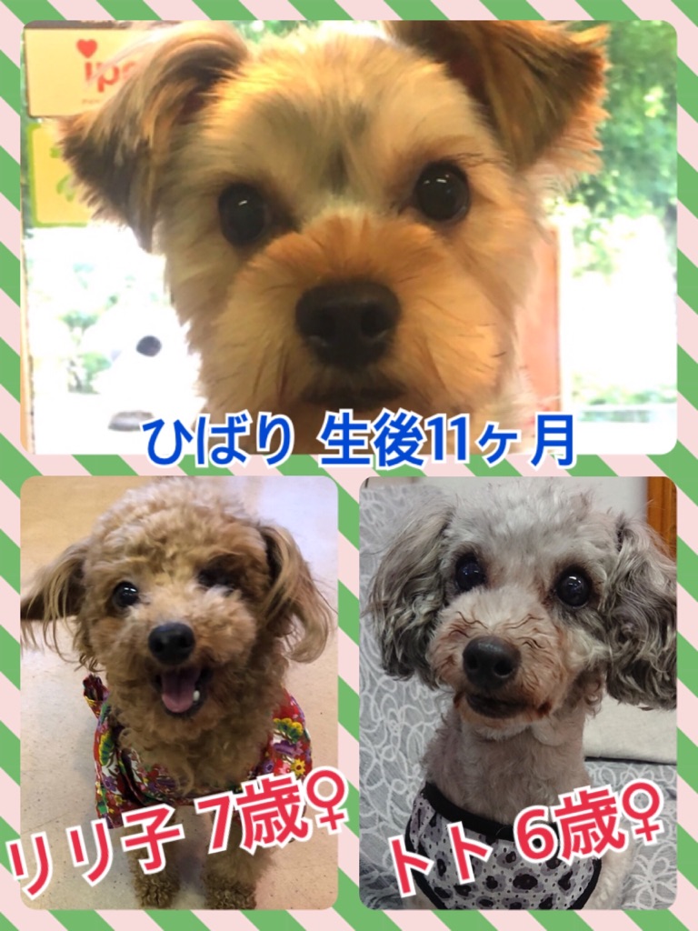 🐾今日の里親様募集中ワンコ🐶メンバー🐾2018,7,23